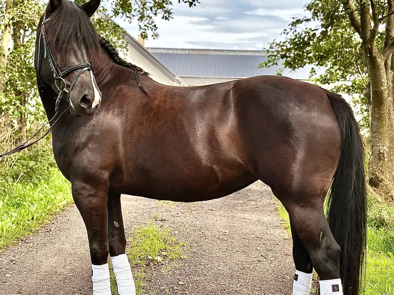 Billede 3 - 6 års hoppe