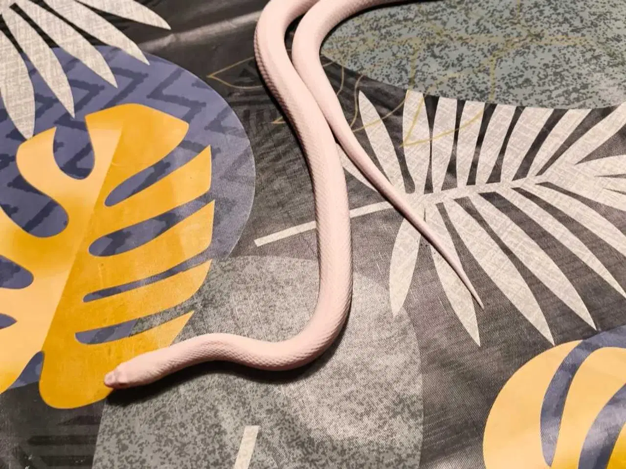 Billede 1 - Flot lezzard kornsnog