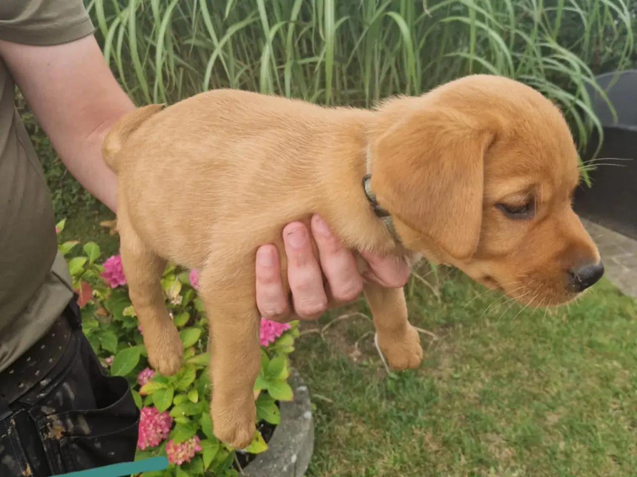 Billede 2 - Fox red labrador