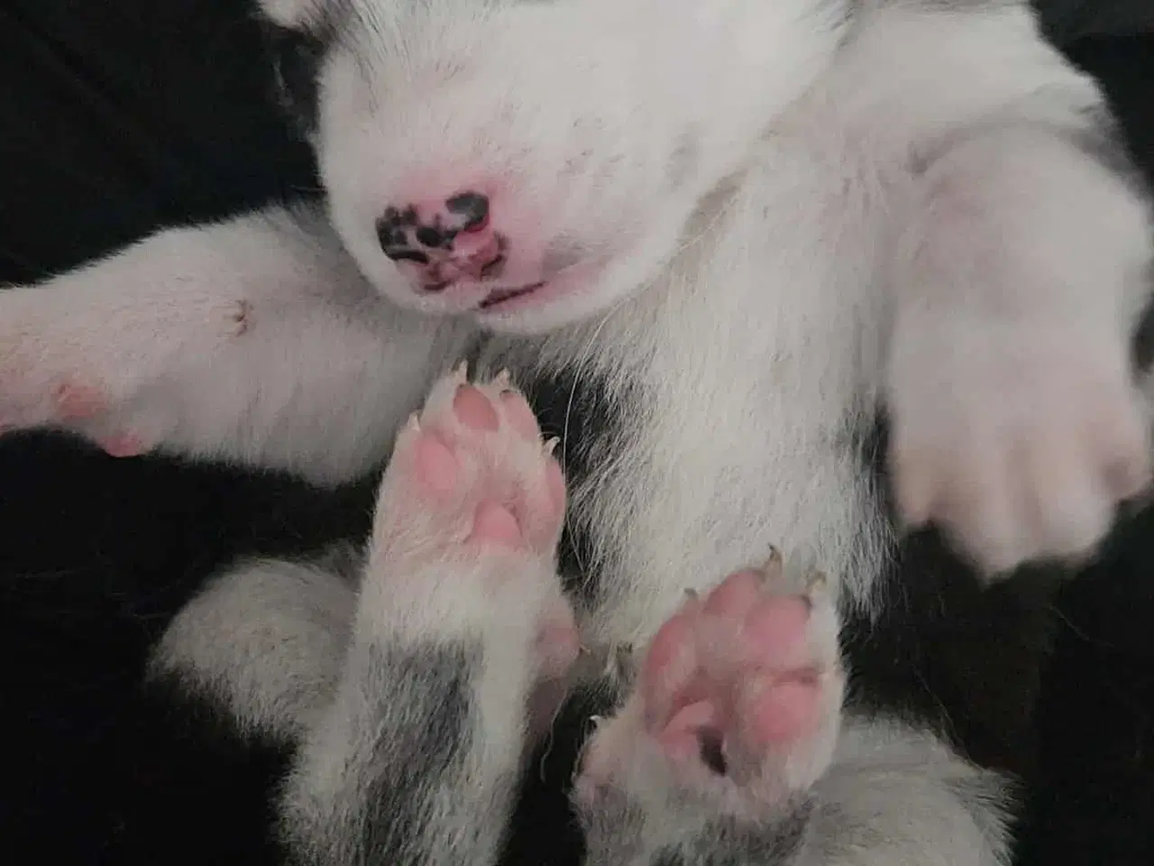 Billede 1 - Siberian Husky hvalper