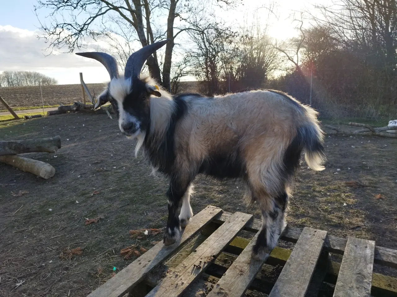 Billede 2 - Gede buk