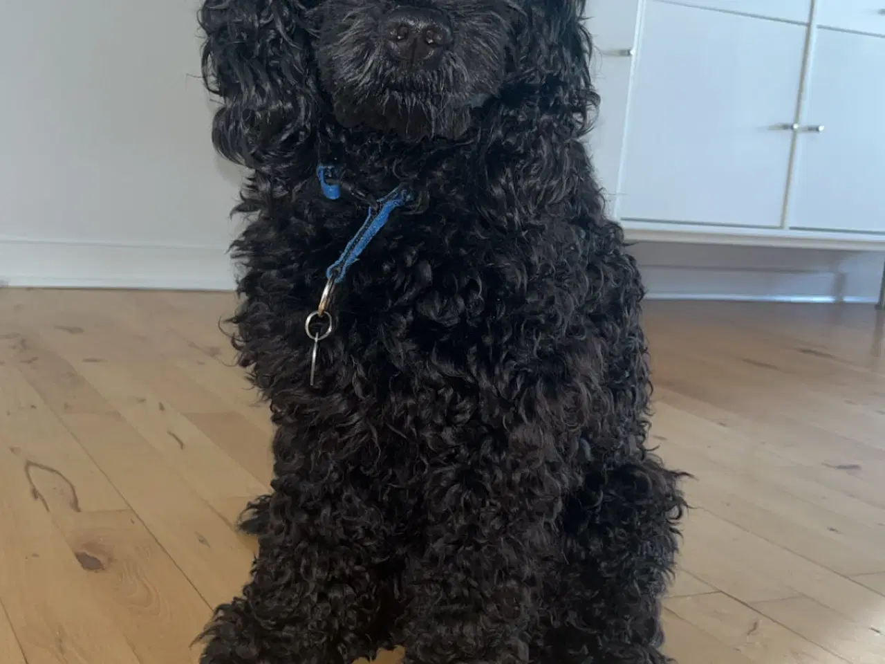 Billede 1 - Hanhund tilbydes til parring 