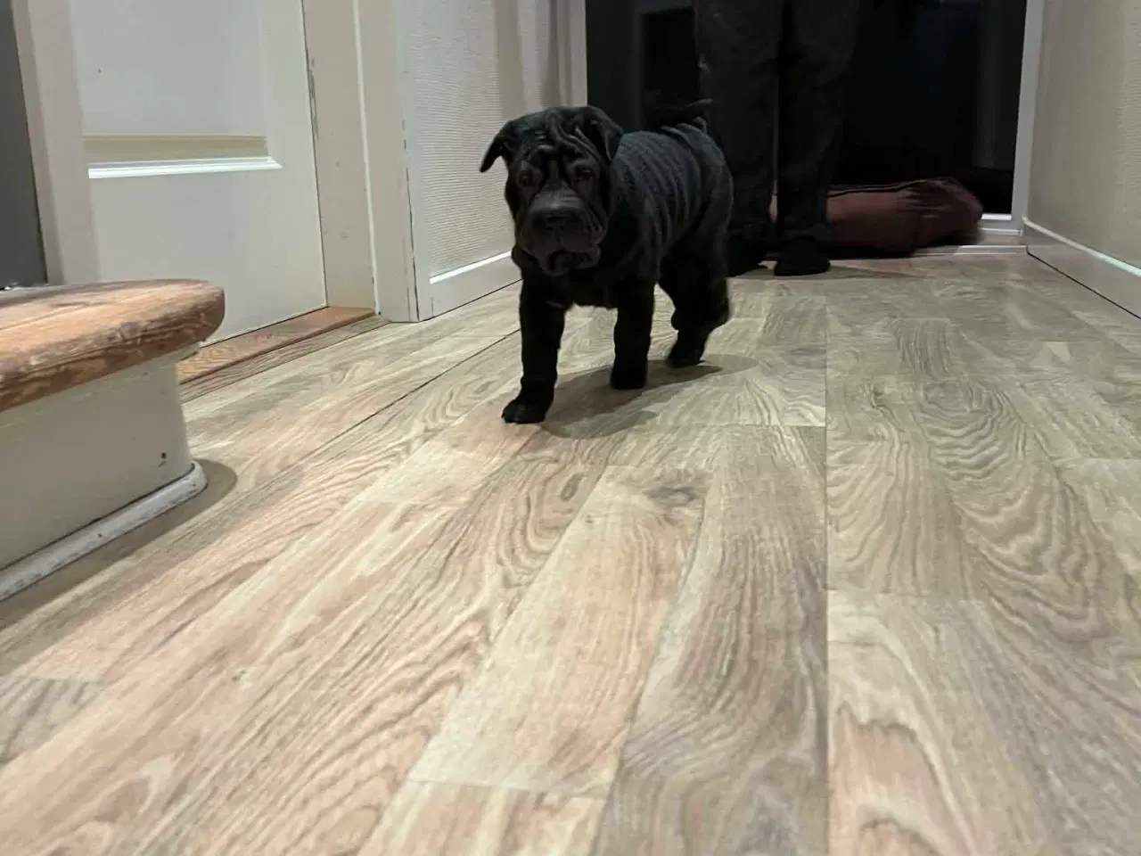 Billede 4 - Shar Pei