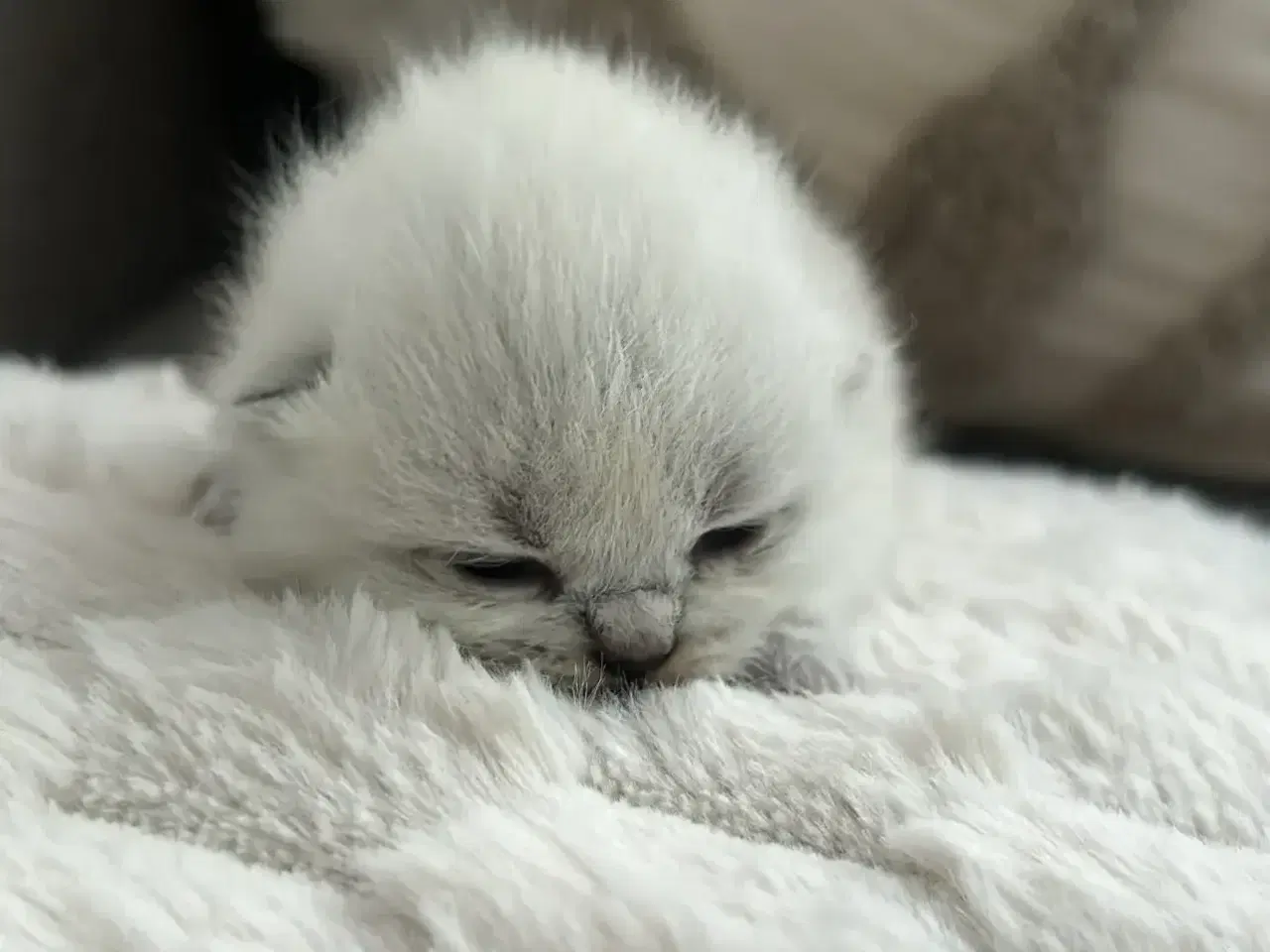 Billede 2 - British Shorthair killinger søger nyt hjem