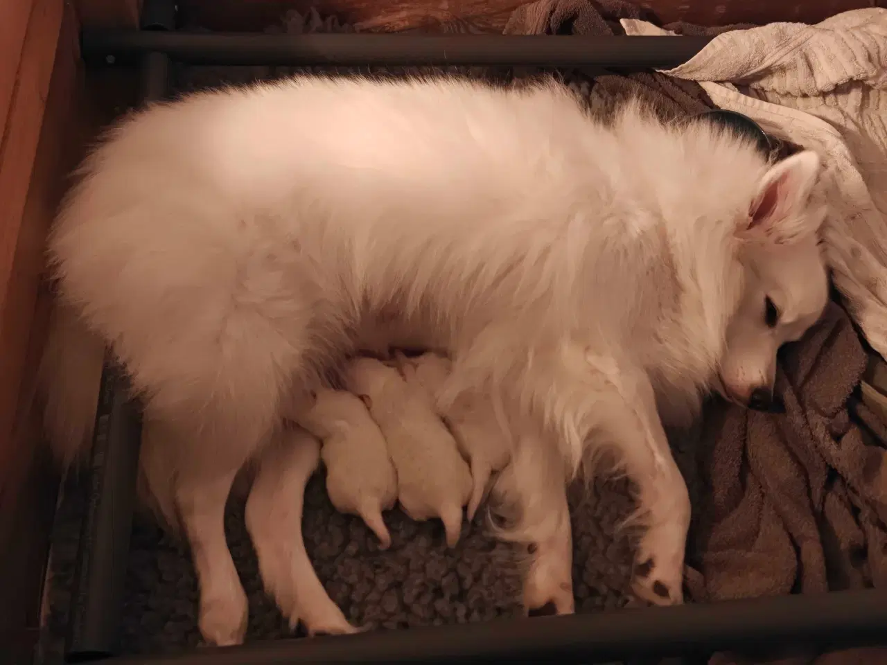 Billede 7 - Japansk spids hvalpe 