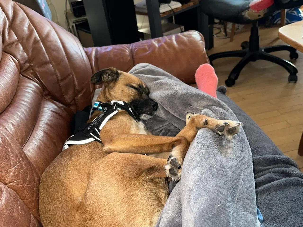 Billede 7 - Hund søger nyt hjem 