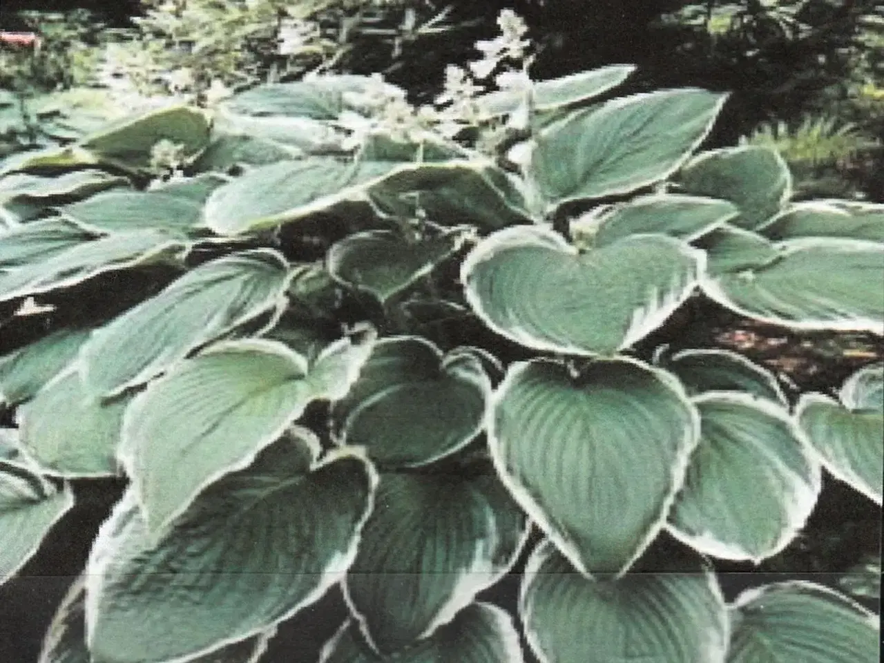 Billede 1 - Hosta  