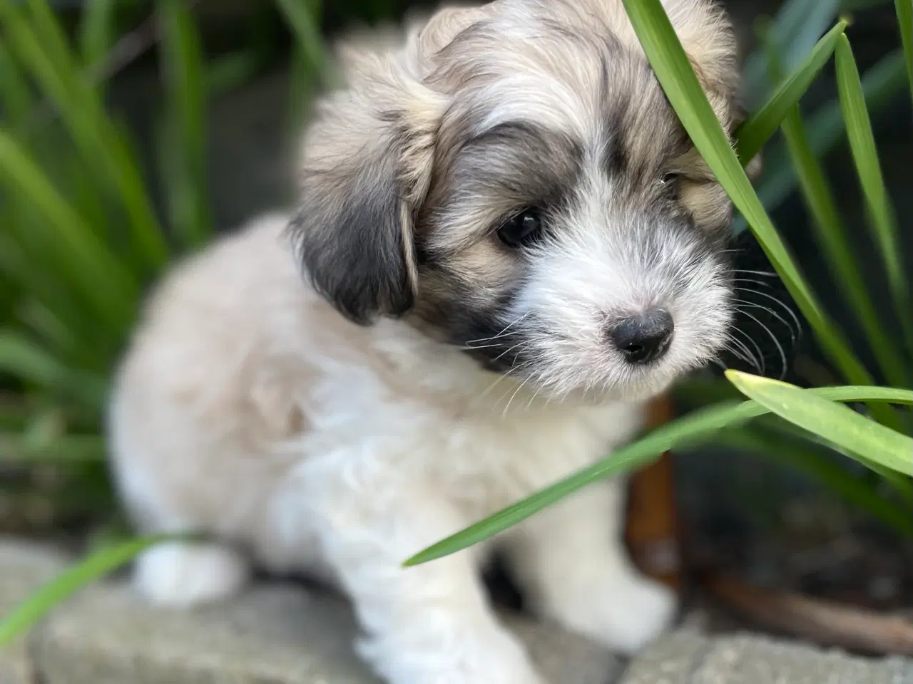 Billede 12 - Ægte coton de tulear hvalpe