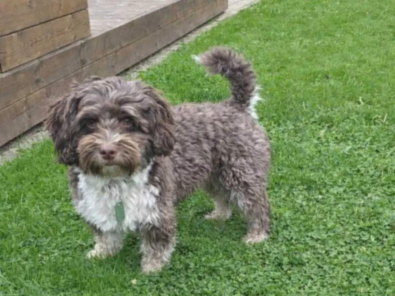 Billede 7 - Bichon Havanais kvalpe 🤗🐶🥰♥️