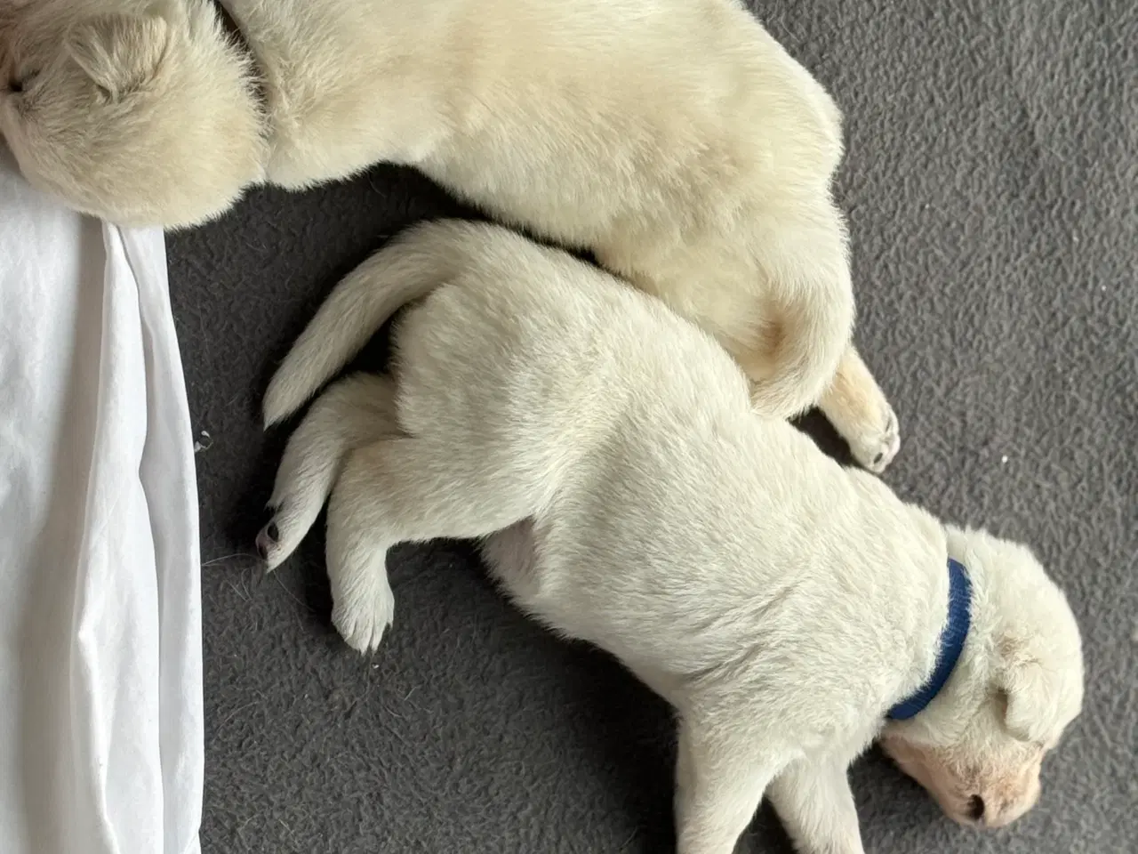 Billede 2 - Øsker familien en blød julegave 2 hanner tilbage