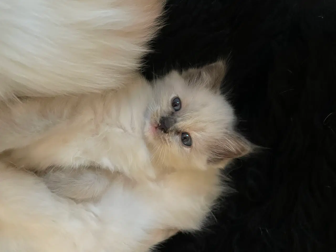 Billede 2 - Hellig Birma killinger