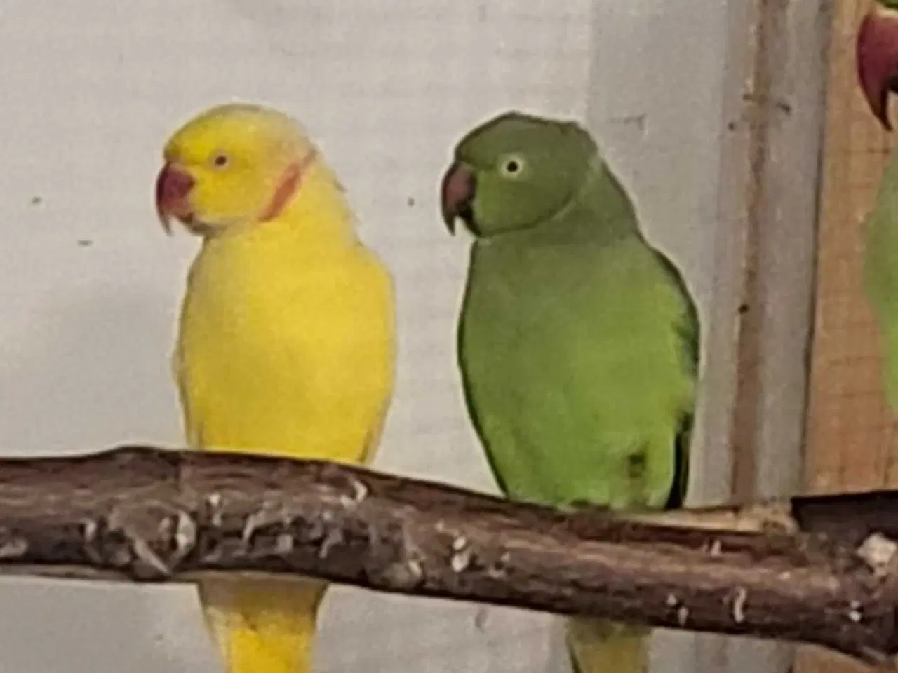 Billede 1 - Parakit 
