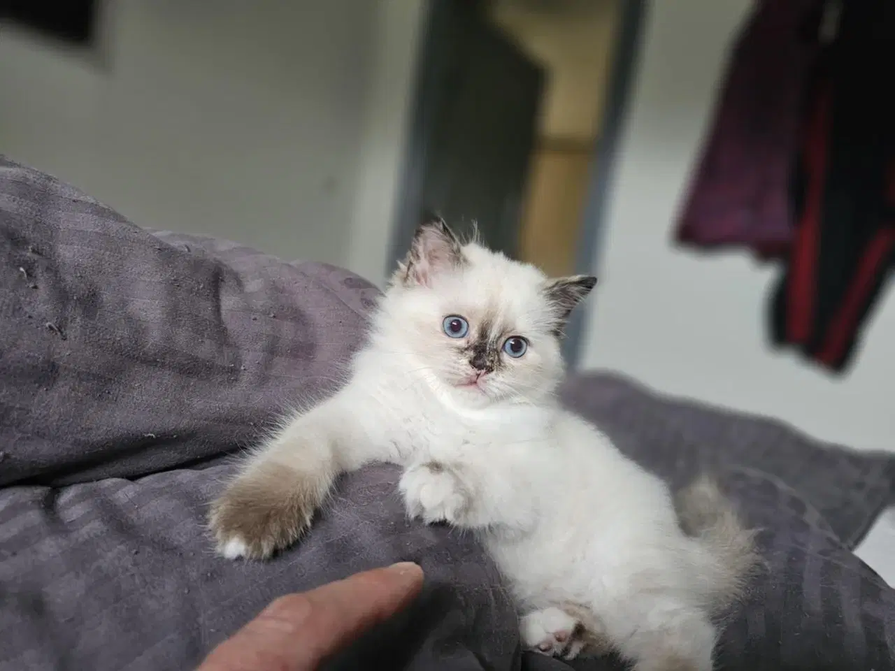Billede 5 - Hellig birma/ragdoll blandinger 