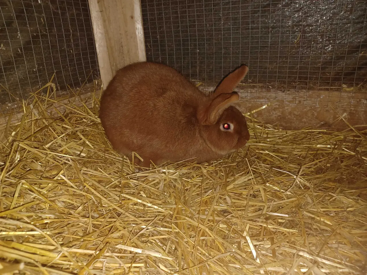 Billede 2 - New Zealand Red hun