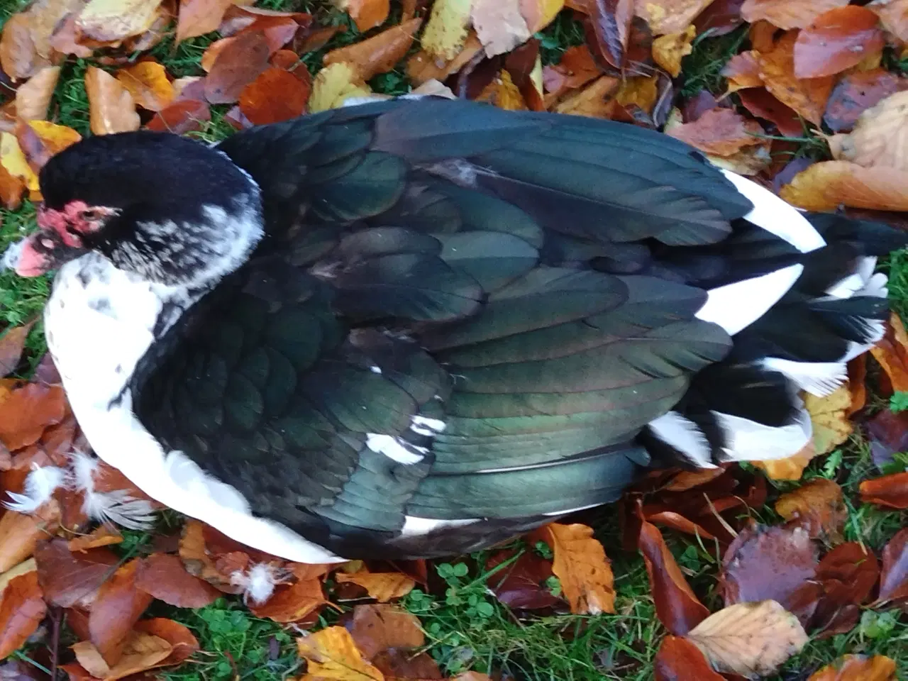 Billede 2 - Flot moskusandrik 