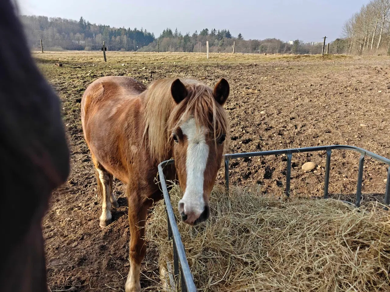 Billede 10 - Welsh pony vallak