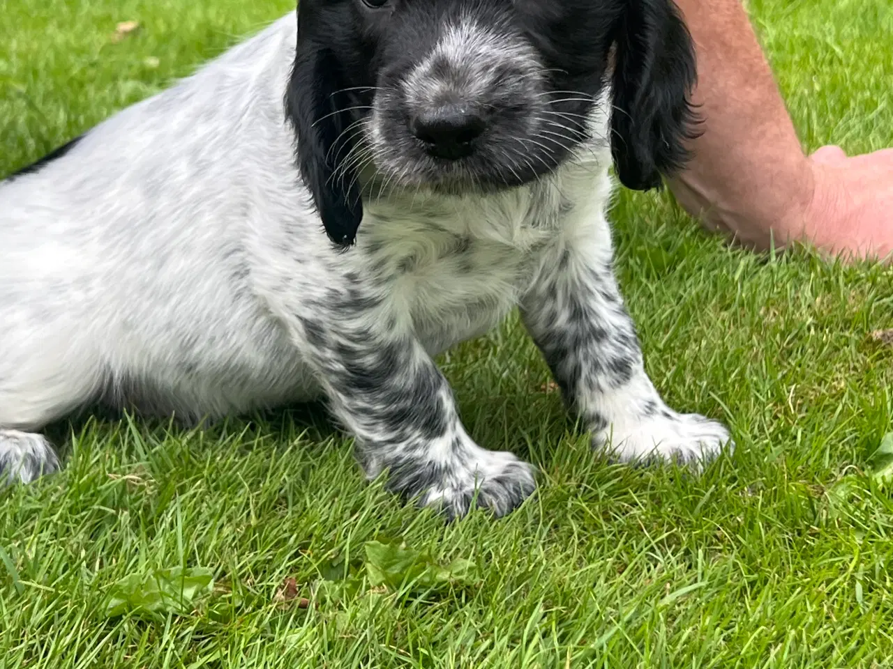 Billede 4 - Ft springerspaniel/cocker spaniel hvalpe 