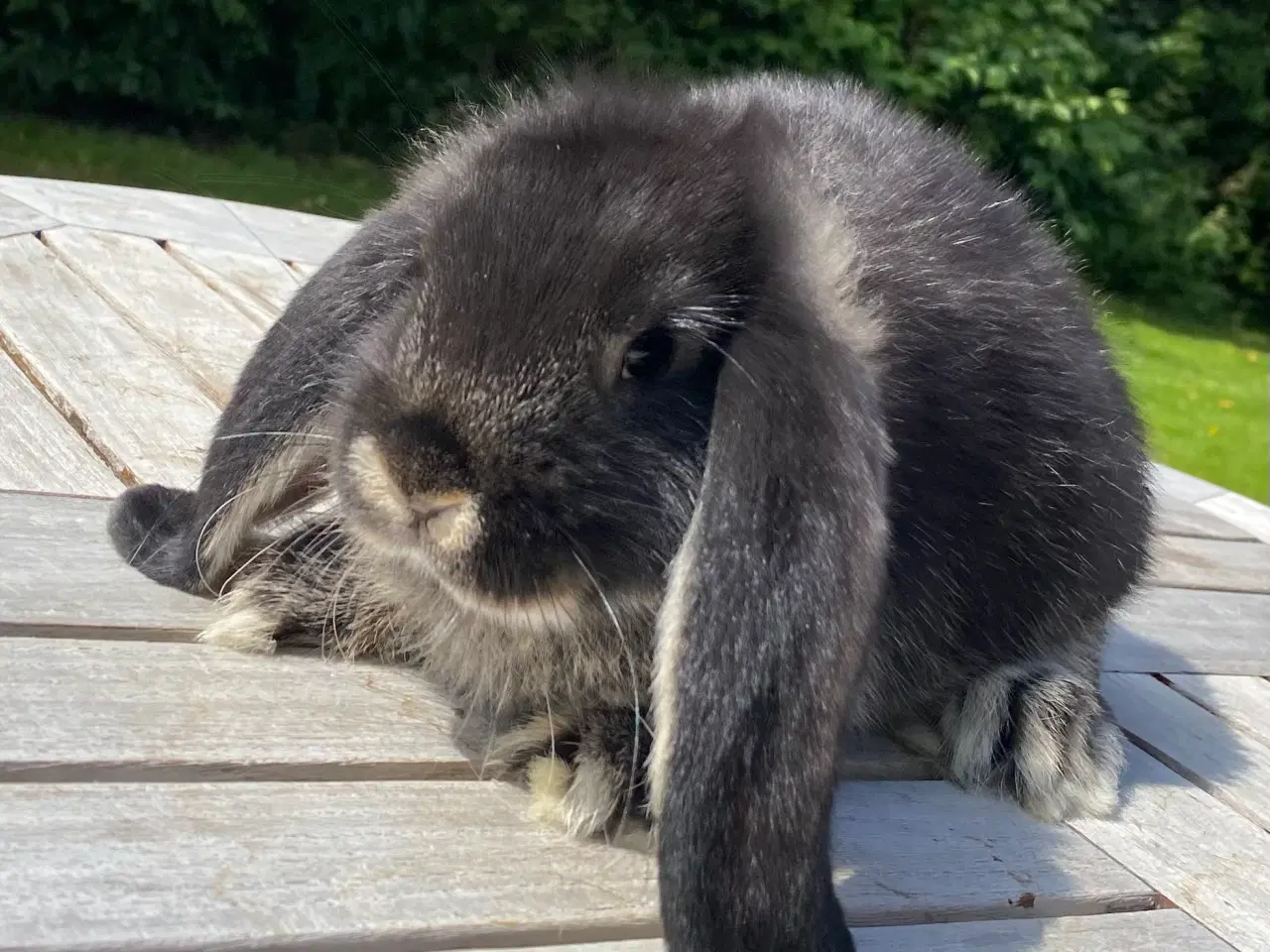 Billede 5 - FRANSK VÆDDER HUN SORT OTTER