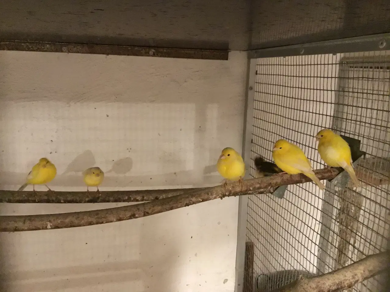 Billede 1 - Kanariefugle