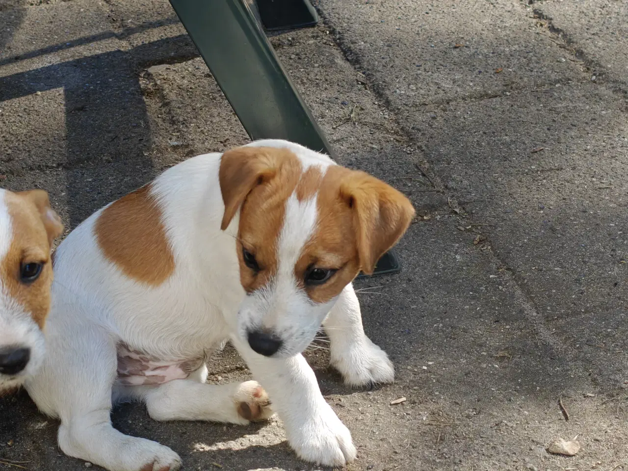 Billede 15 - Lækker Jack Russell Terrier hvalpe