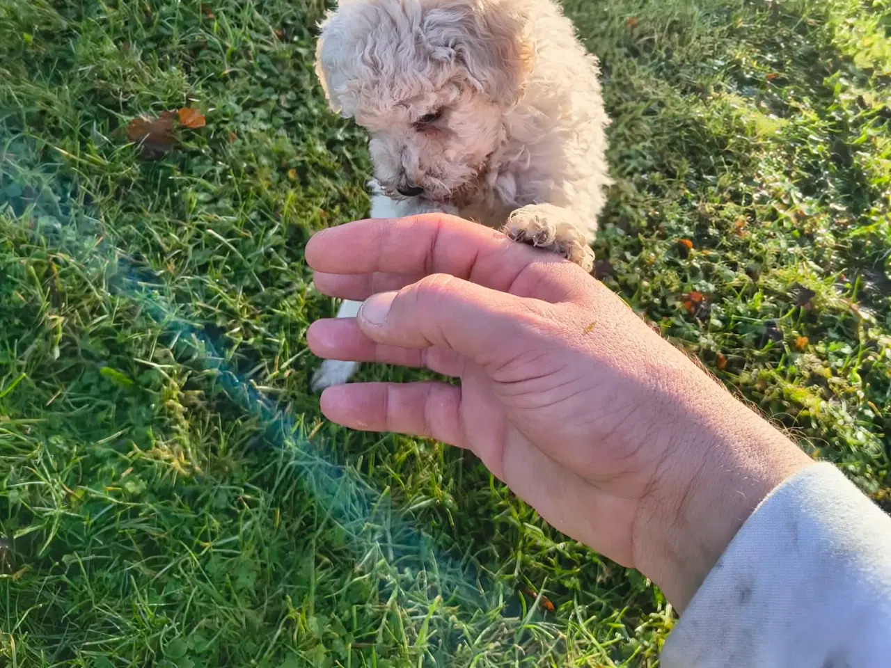 Billede 2 - Mellem puddeler tæver 