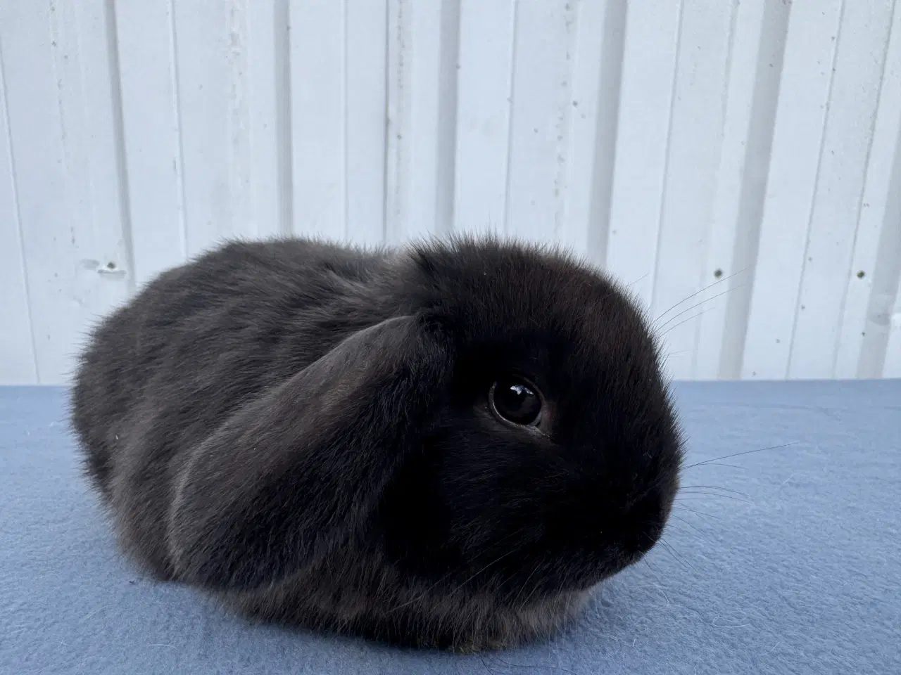 Billede 4 - Dværgvædder hunkanin