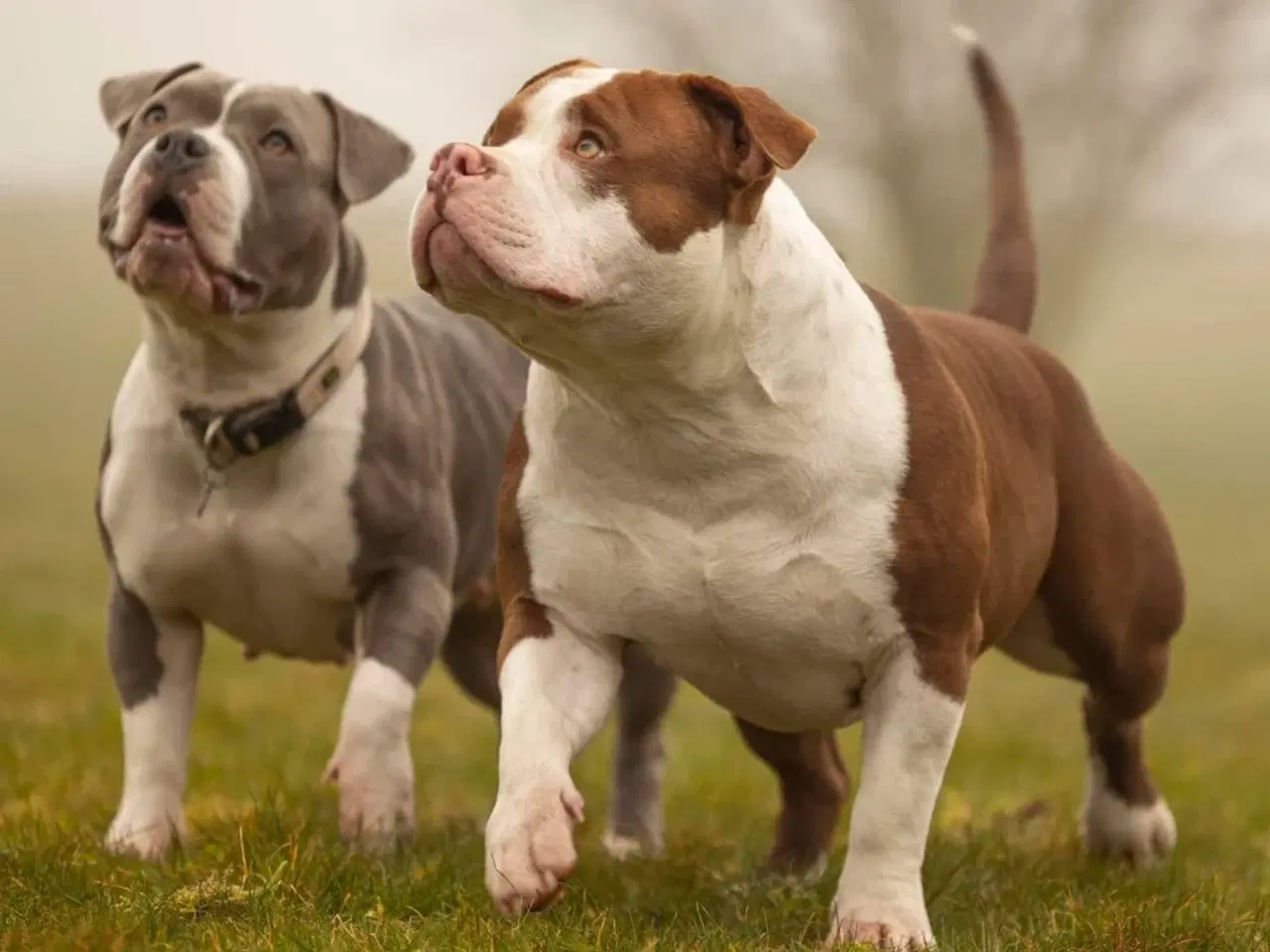 Billede 2 - Vores skønne American bully børn 