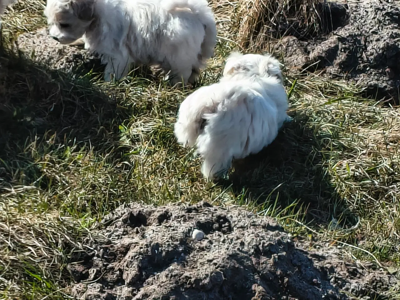Billede 14 - Maltipoo - malteser hvalpe