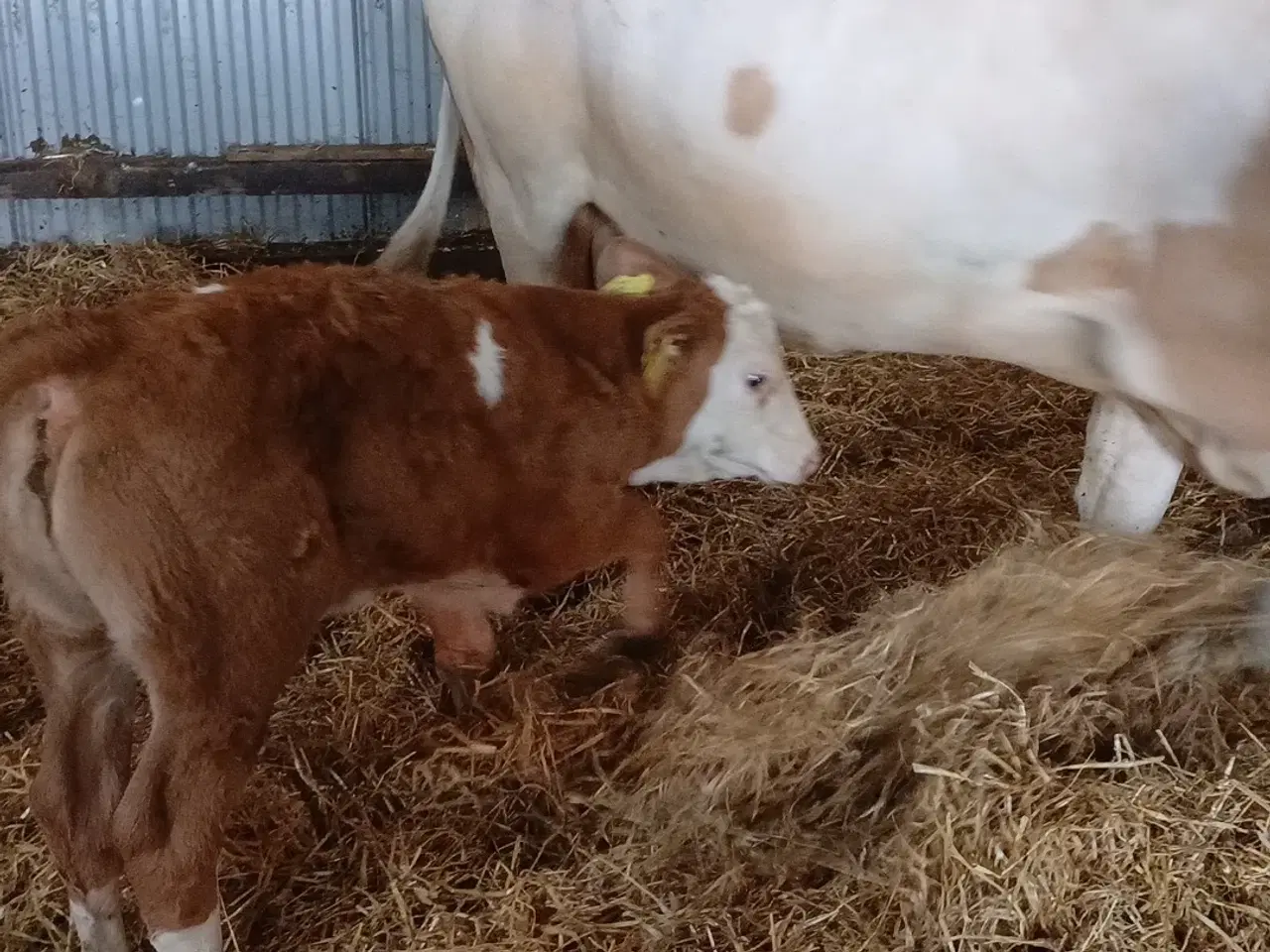 Billede 6 - 2 simmentaler køer med kalve 