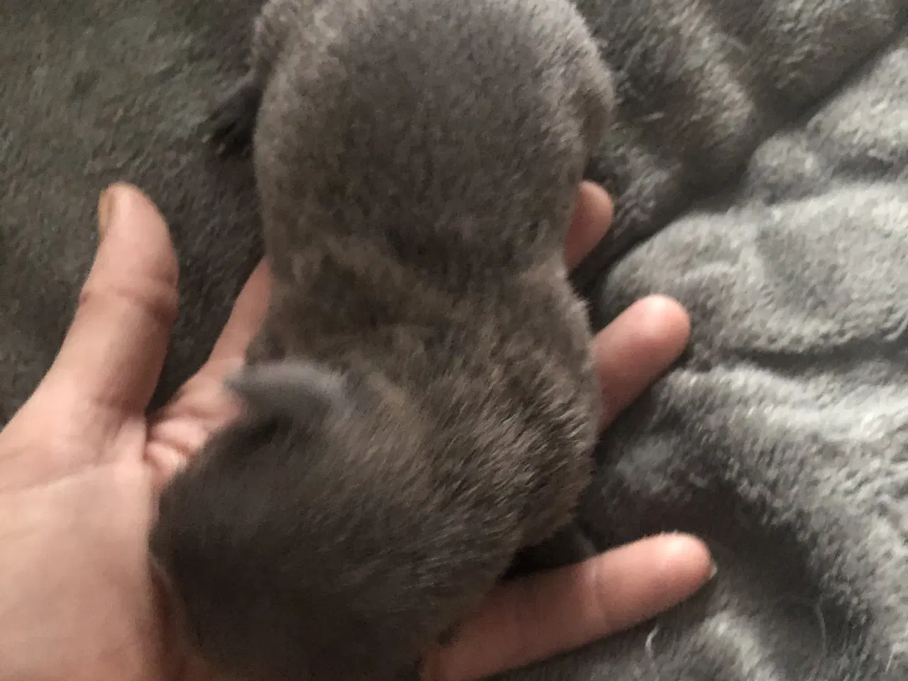 Billede 14 - Shih Tzu / Chihuahua blanding