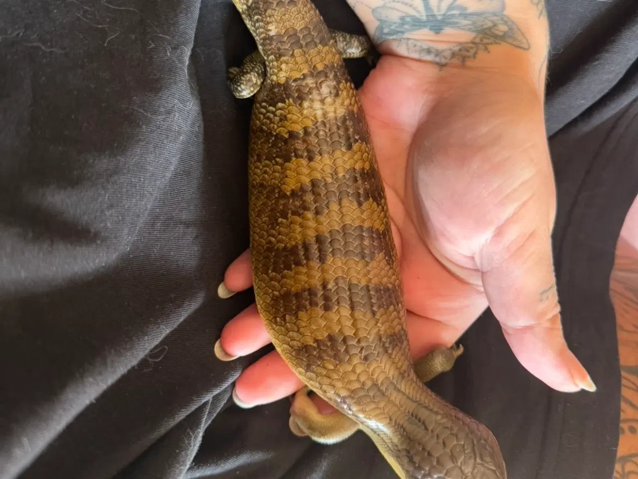 Billede 2 - Blåtunget skink unge