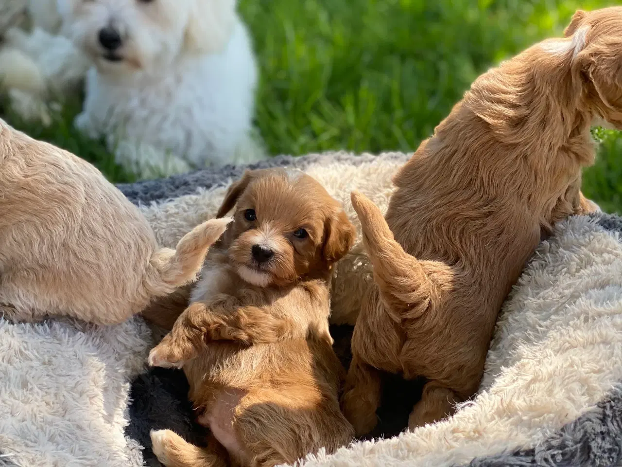 Billede 7 - Maltipoo / cotonpoo hvalpe