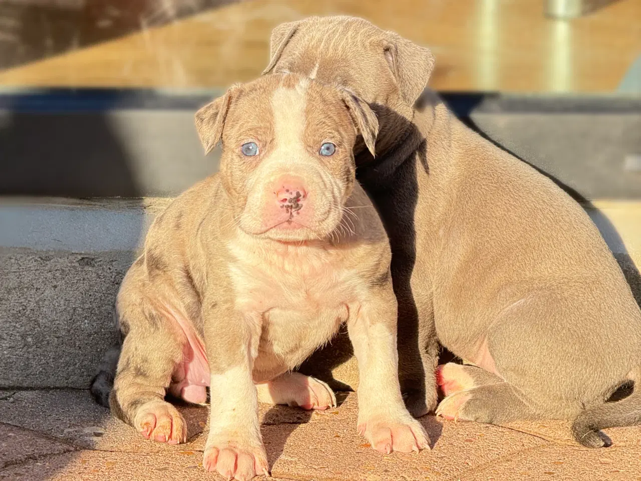 Billede 2 - American bully XL 