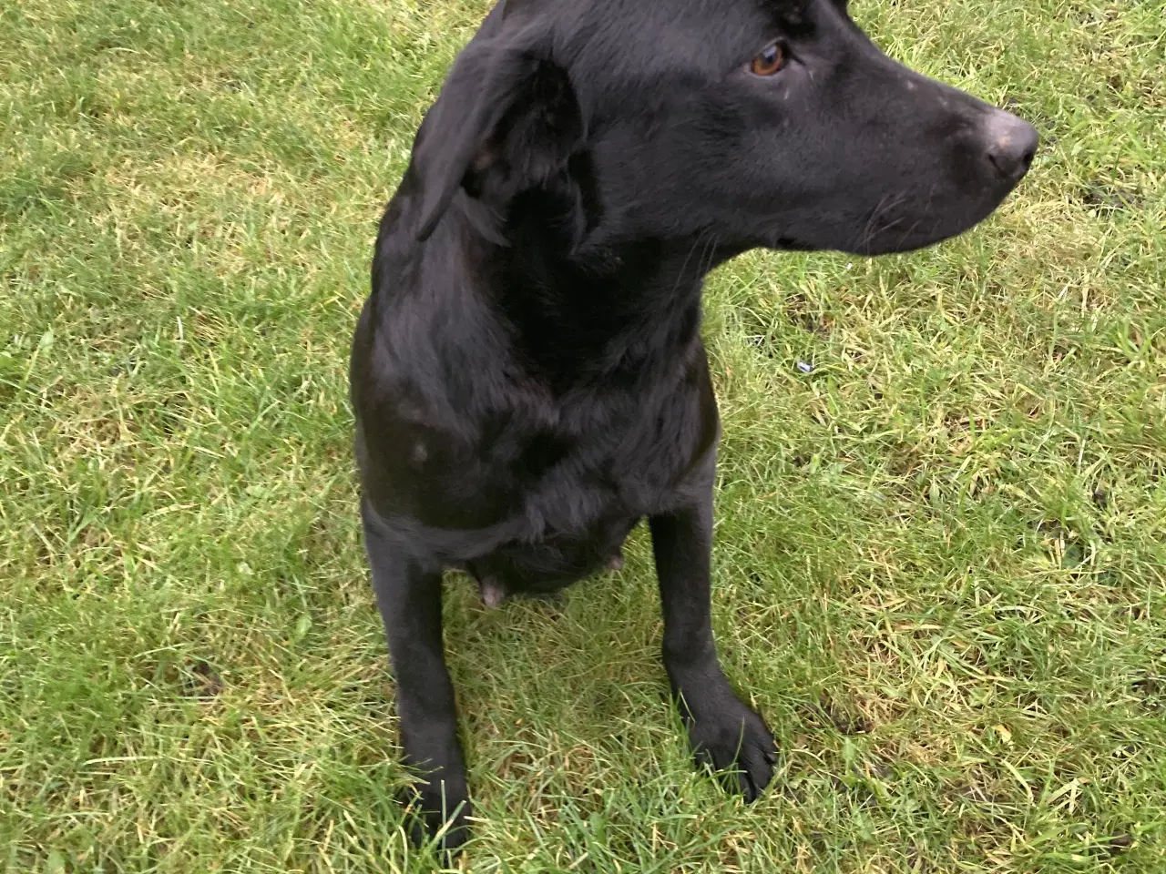 Billede 3 - Labrador hvalpe