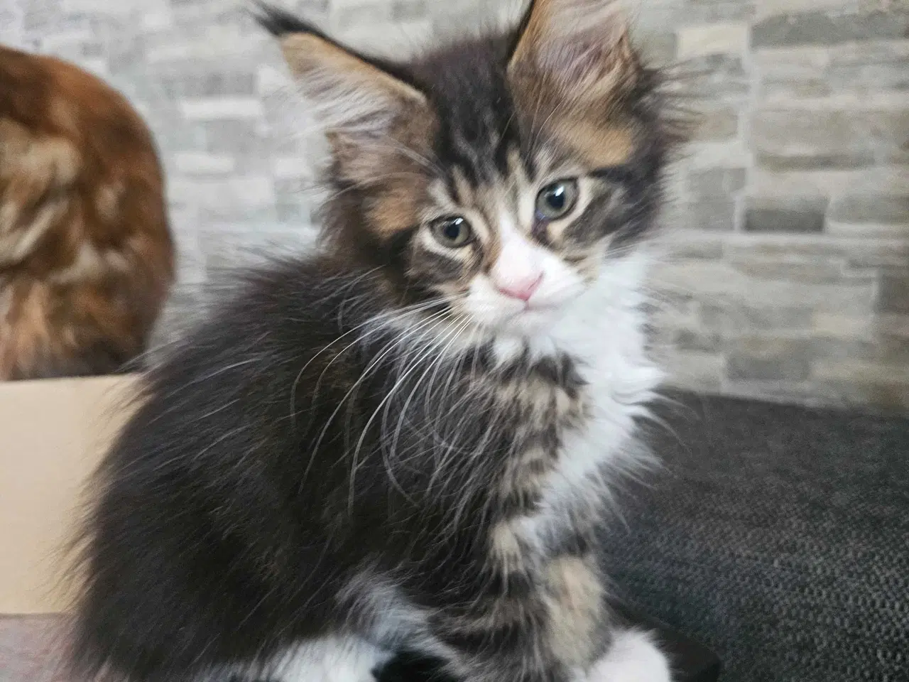 Billede 3 - Maine Coon killing m/stamtavle 