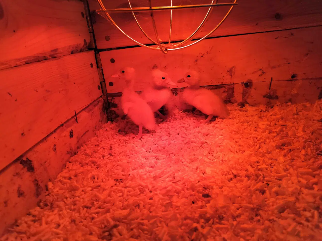 Billede 1 - Dagsgamle ællinger