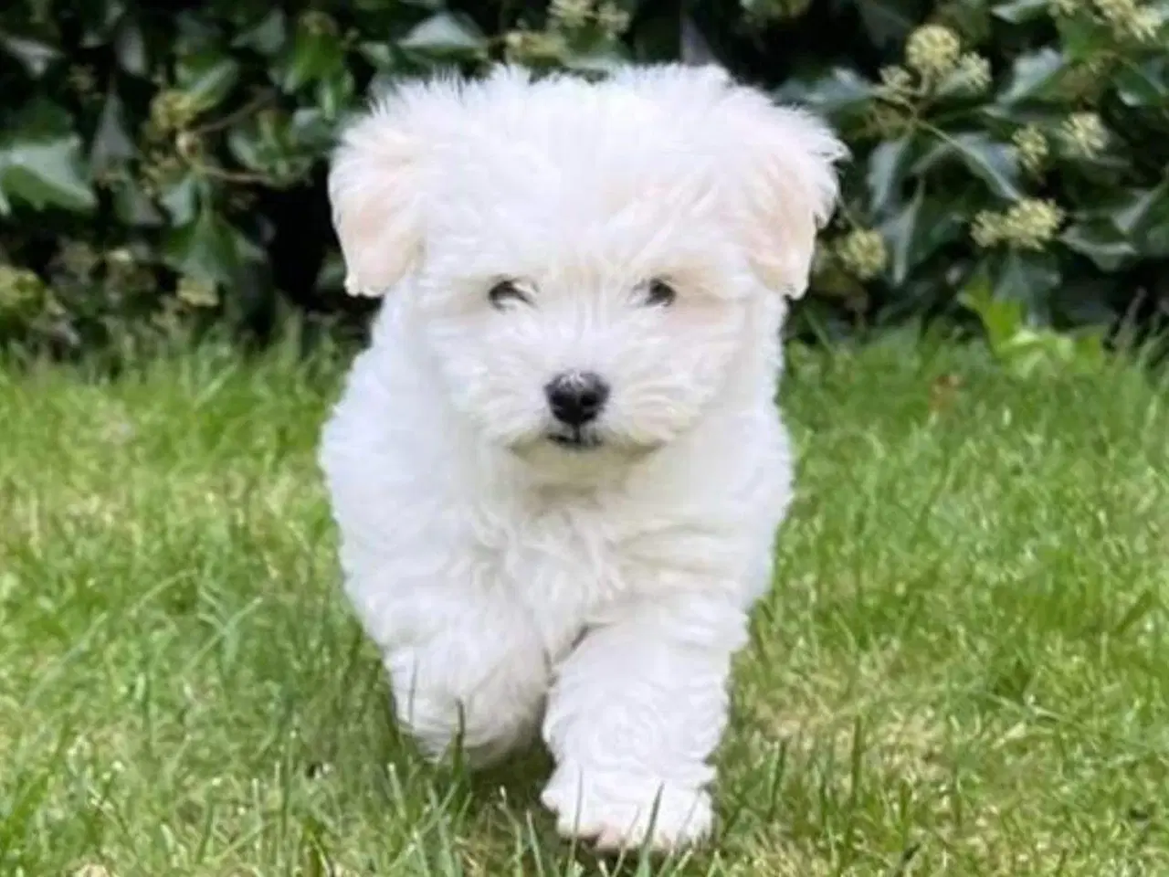 Billede 1 - Coton de tulear tævehvalp til udstationering.