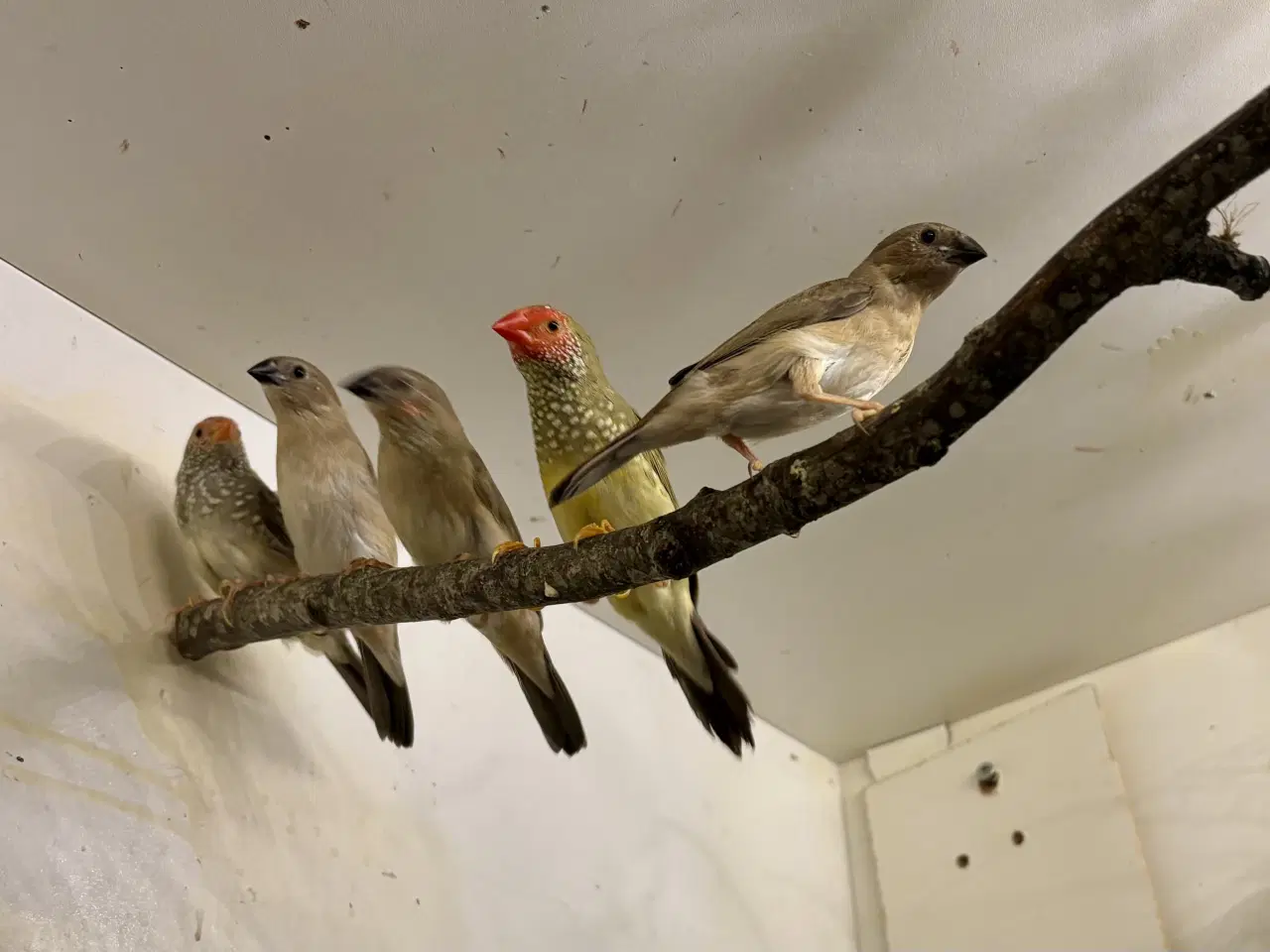 Billede 2 - Korthalt, blåhovedet papegøjeamadine og sivastrild