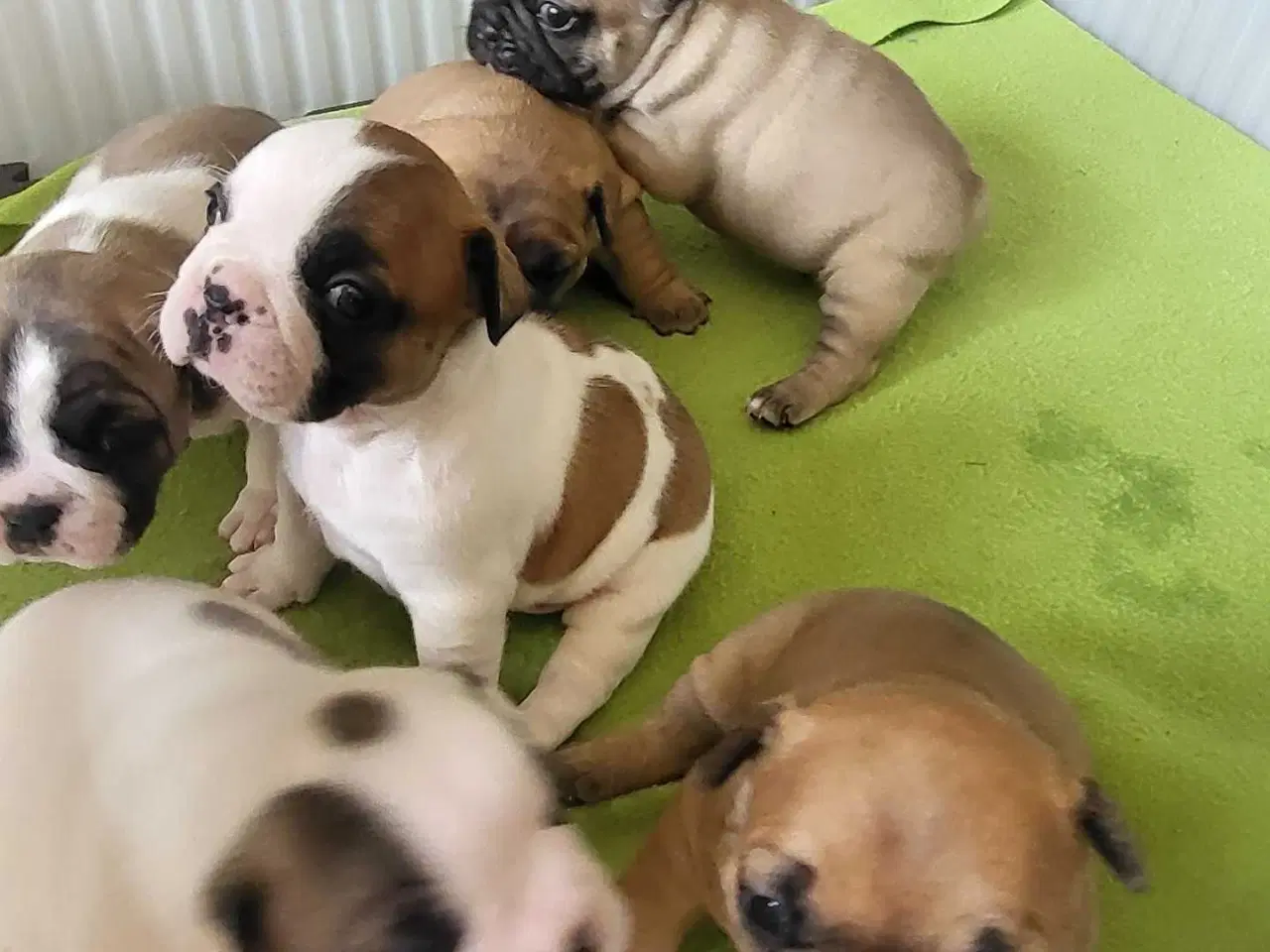 Billede 1 - Fransk Bulldog 