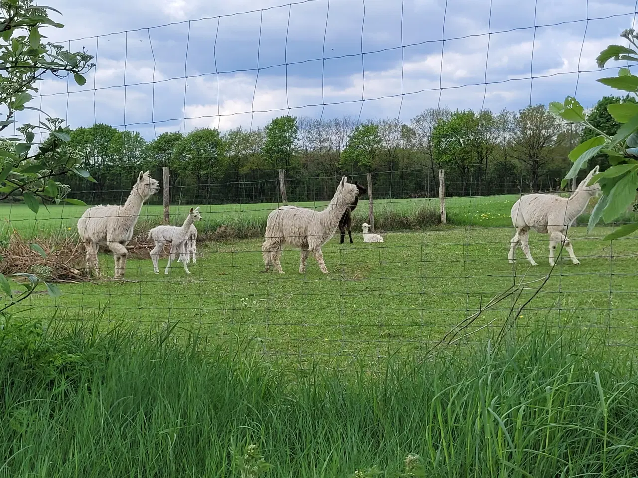 Billede 9 - Alpaca div. suri sælges