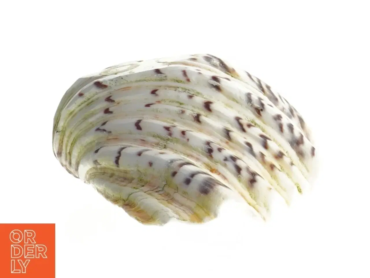 Billede 1 - Stor muslingeskal (str. 21 cm)