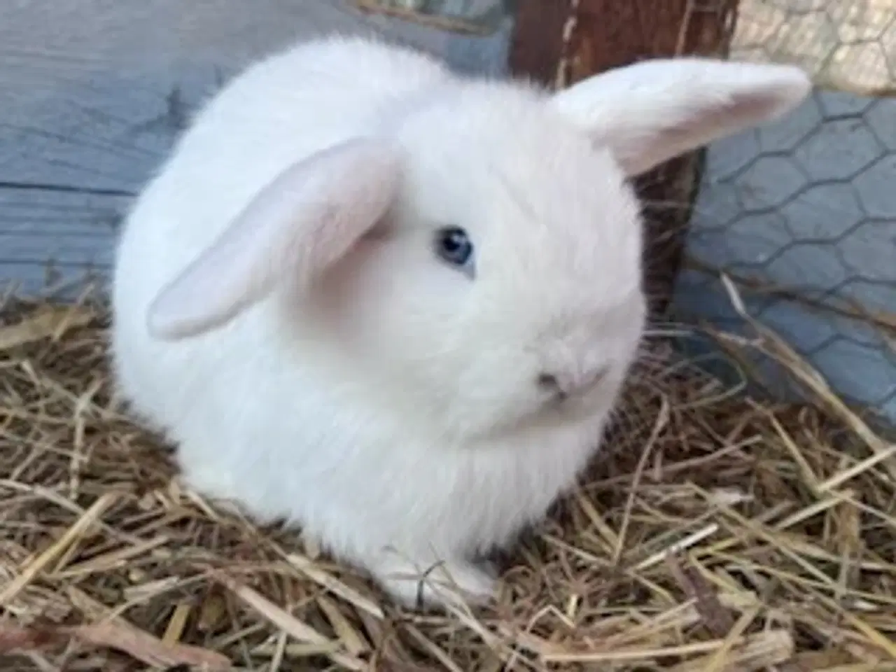 Billede 2 - Minilop unger, piger