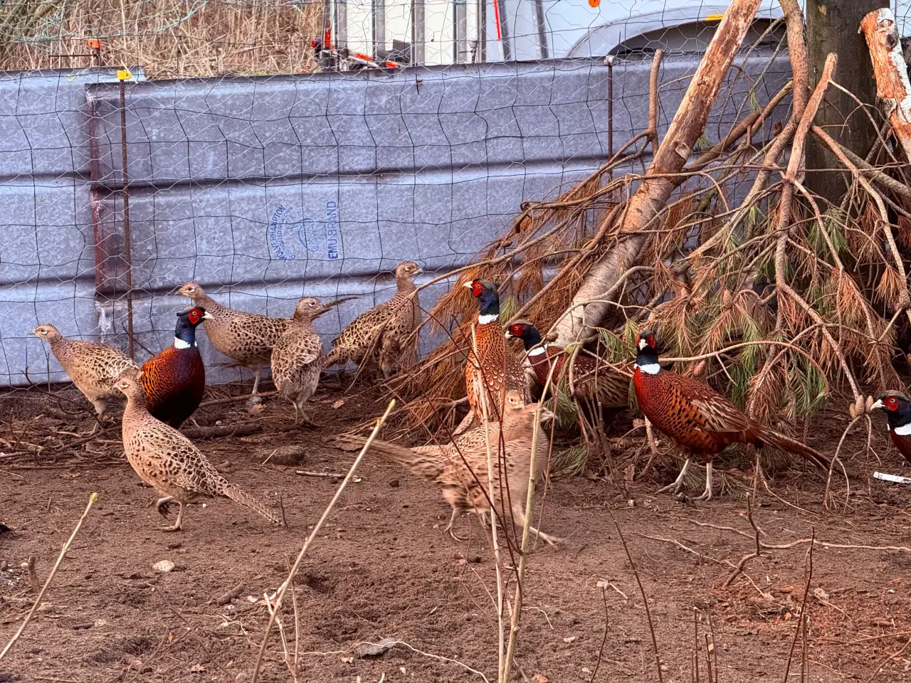 Billede 1 - Jagtfasan rugeæg i Thy 