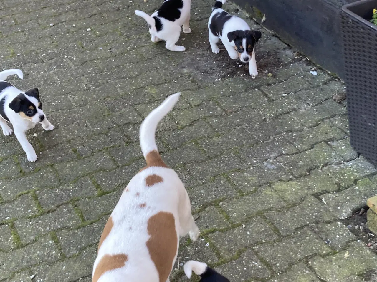 Billede 6 - 2 stk dejlige hanhunde 