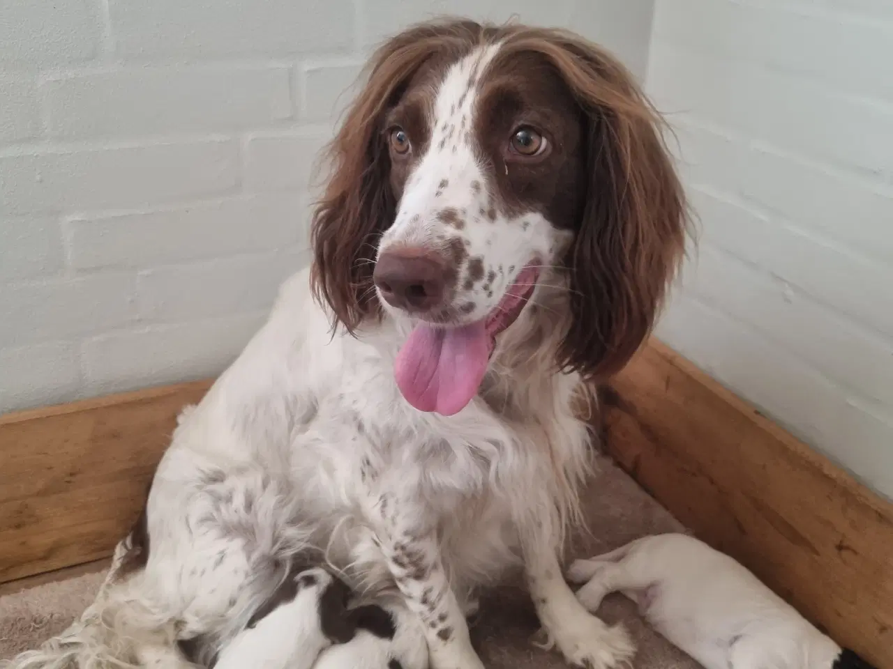 Billede 6 - Engelsk springer spaniel