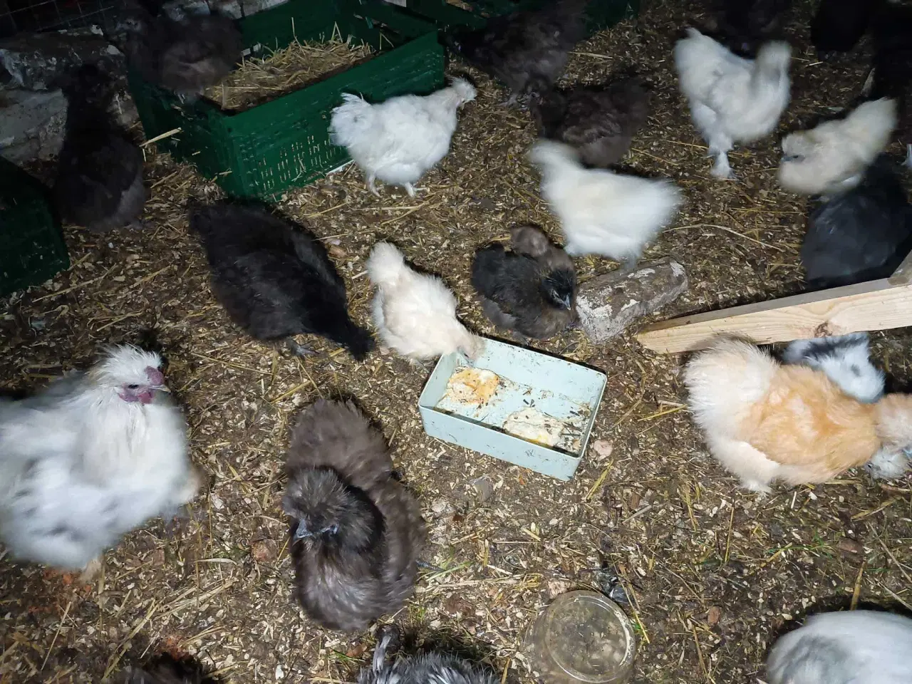 Billede 11 - Blænding race  Varmefri kyllinger  for Multi farve