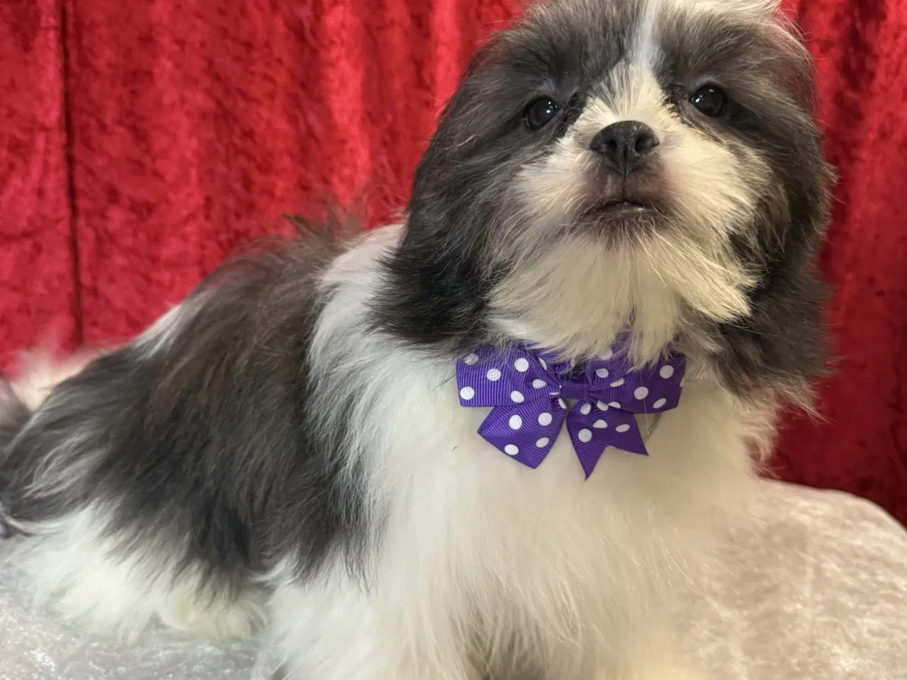 Billede 8 - Rejseklar Shih tzu-mor/ Coton de Tulear-far