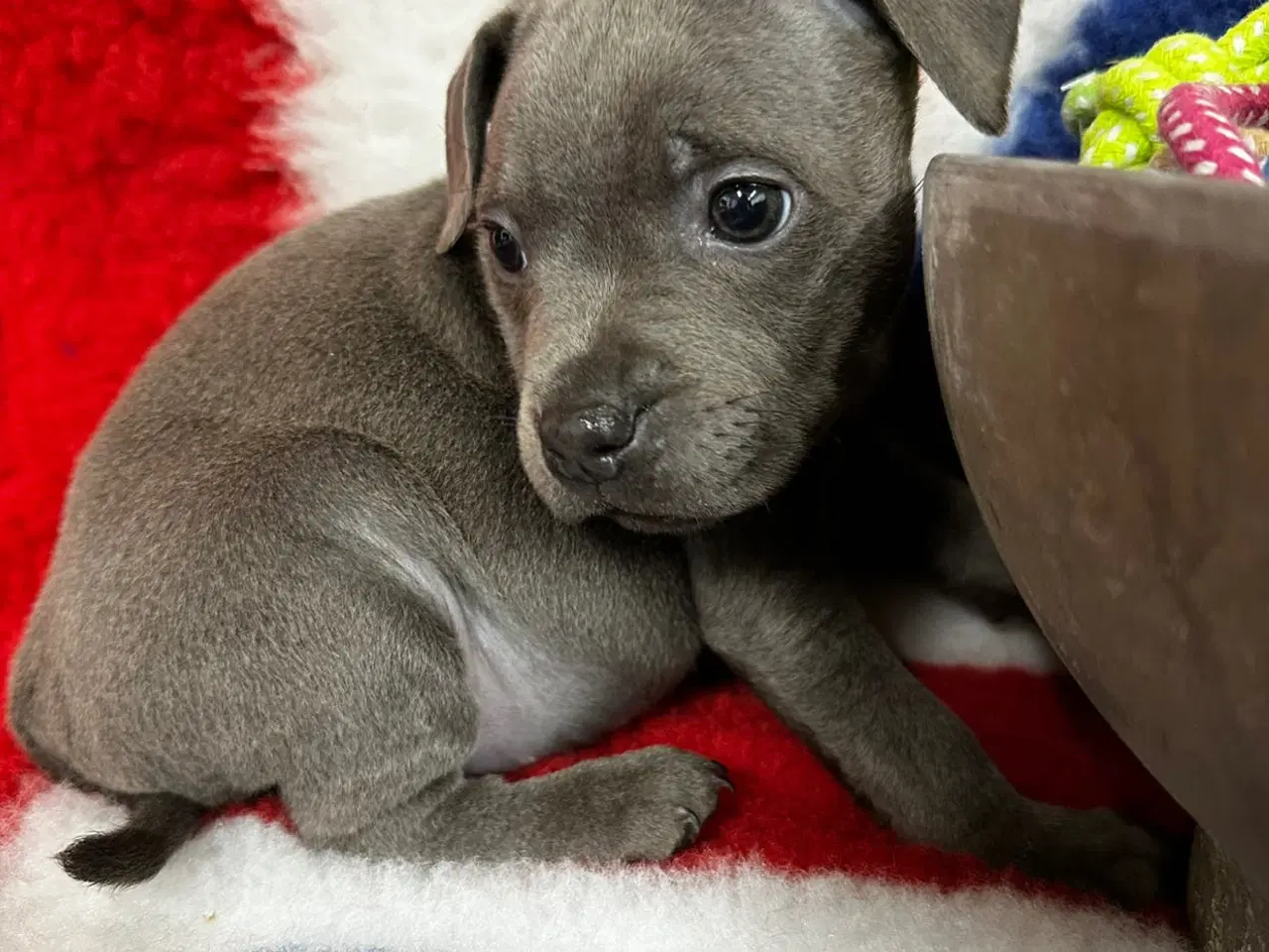 Billede 7 - Søde staffordshire Bull terrier hvalpe🩷🩵