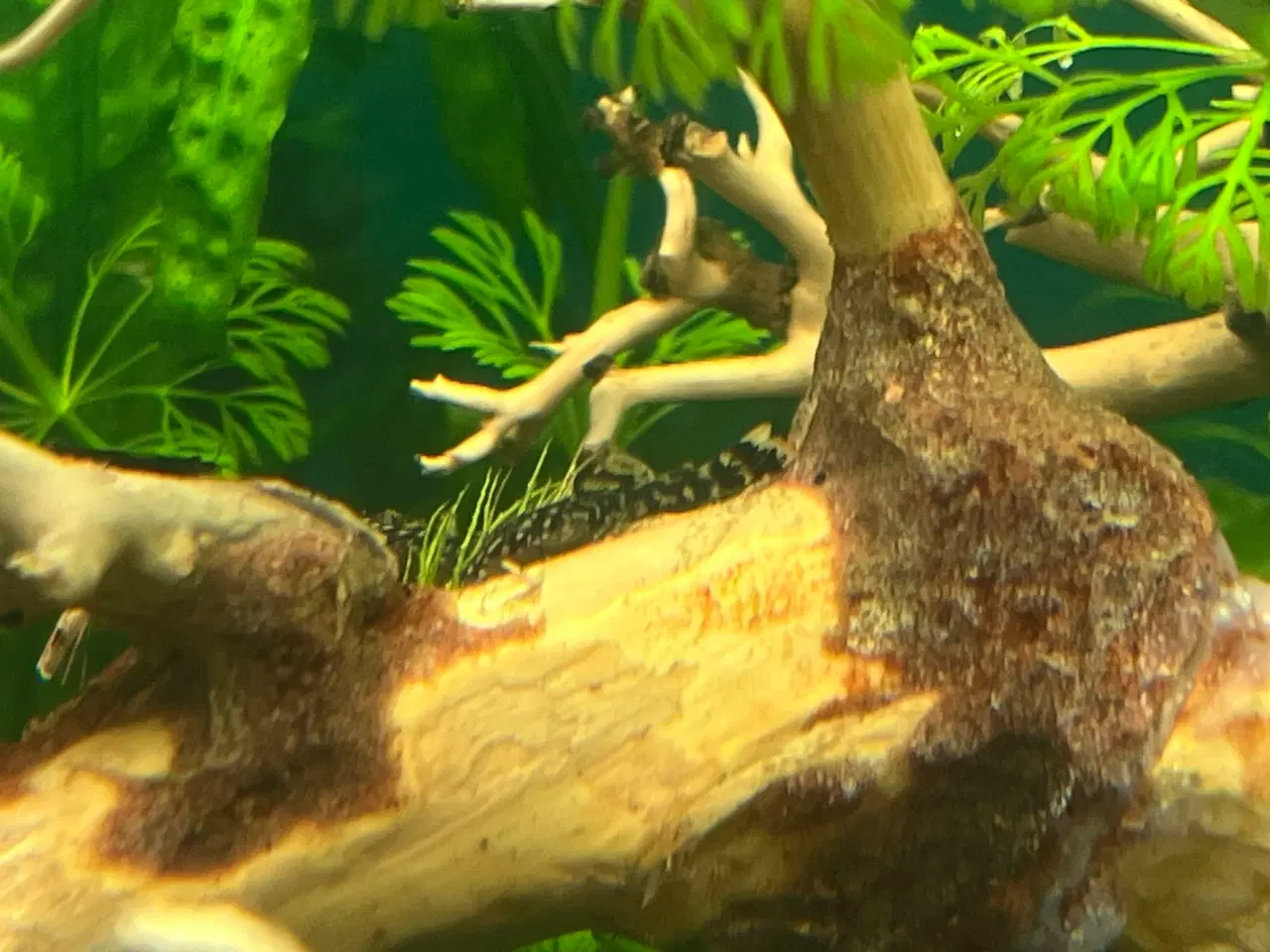 Billede 2 - Suge malle unger 