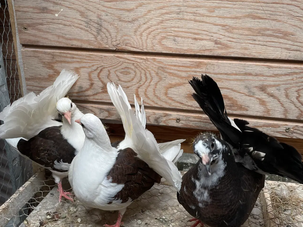 Billede 1 - 3 flotte højstjerter dueunger sælges
